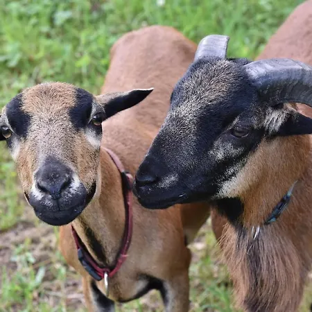 Biohof Seifert Διαμέρισμα Altenberg (Erzgebirge)