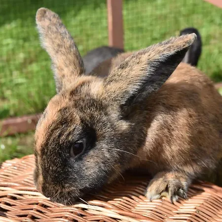 Διαμέρισμα Biohof Seifert Altenberg (Erzgebirge)
