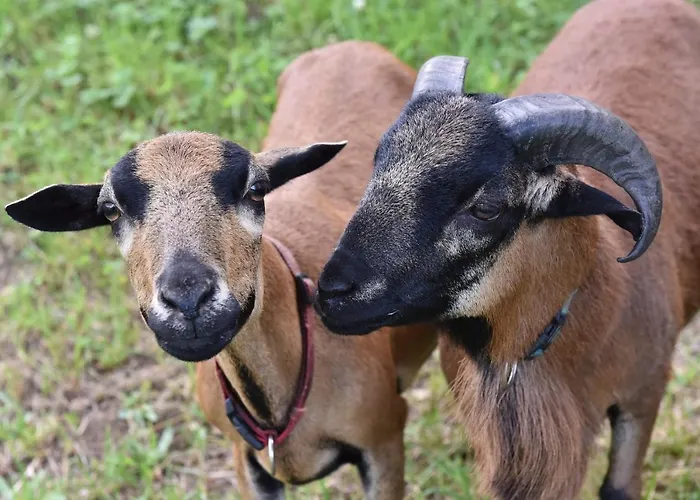 Biohof Seifert 아파트 Altenberg
