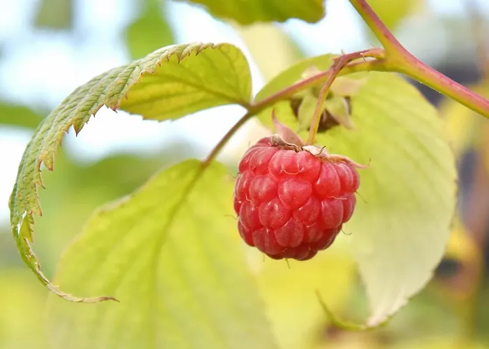 Biohof Seifert Altenberg